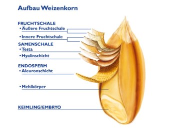 Aufbau-Weizenkorn