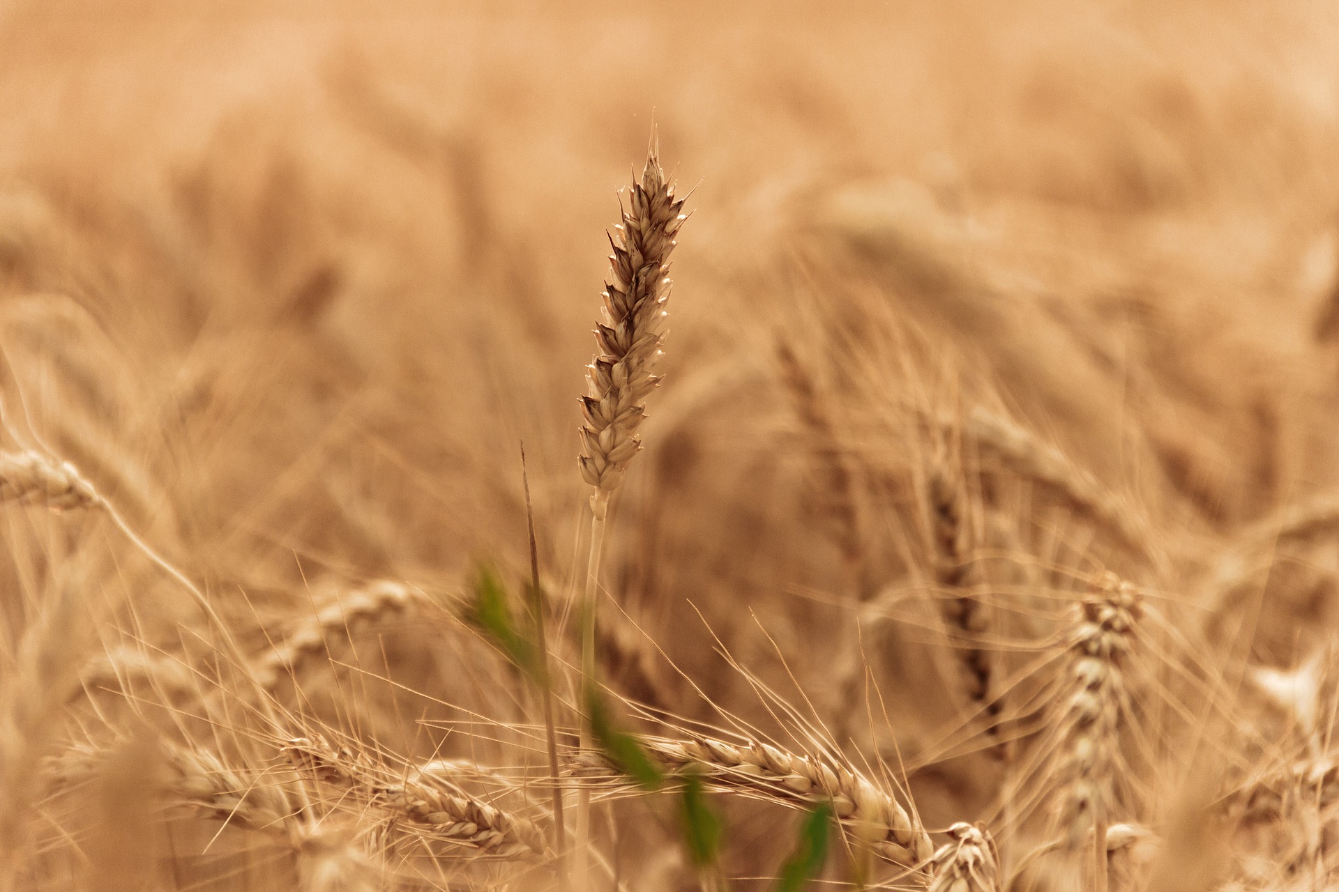 wheat-field-1205606_1920